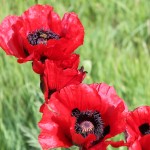 Poppies on the way to Damavand