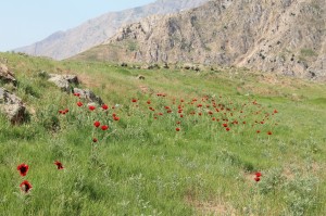 Poppies on the way to Damavand